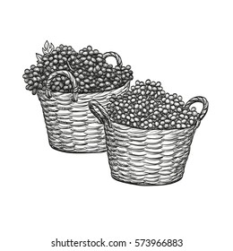 Grapes in baskets. Isolated on white background. Hand drawn vector illustration. Retro style.