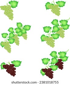 Grapes beautiful vector design with leaf