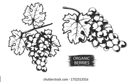 Grapes berries branch hand drawn sketch. Healthy fresh grapes berries in retro style. Organic food. Eco fruits. 