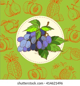 Grapes, blue grapes. The grape juice. Fruit. Vector illustration. The fruit is hand-drawn. Hand drawn vector illustration.