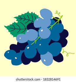 Grapes blue, hand drawn vector illustration