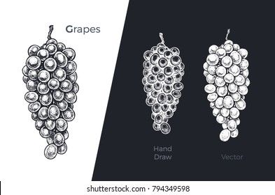 Grapes branch - hand drawn art illustration. black ink on white background & white chalk on dark. isolated vector 4 packaging design & wine labels