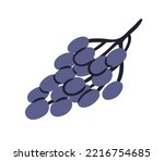 Grapes bunch. Cluster of purple berries on branch. Fresh ripe fruits on sprig. Healthy sweet vitamin eating. Flat vector illustration isolated on white background