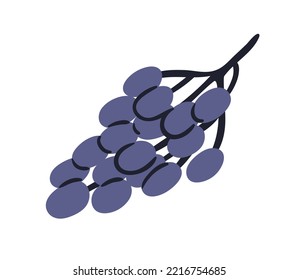 Grapes bunch. Cluster of purple berries on branch. Fresh ripe fruits on sprig. Healthy sweet vitamin eating. Flat vector illustration isolated on white background