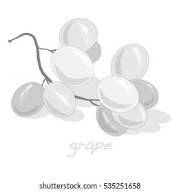 grapes bunch isolated on white background as vector design element