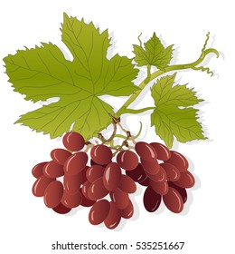 grapes bunch isolated on white background as vector design element