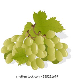 grapes bunch isolated on white background as vector design element