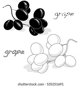 grapes bunch isolated on white background as vector design element