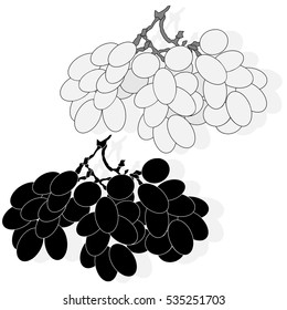 grapes bunch isolated on white background as vector design element
