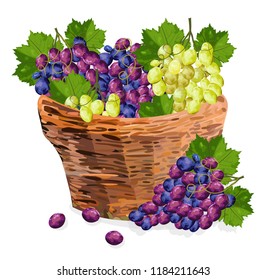 Grapes bunch watercolor basket Vector illustration. Red and green grapes in a wooden basket. Fall season template