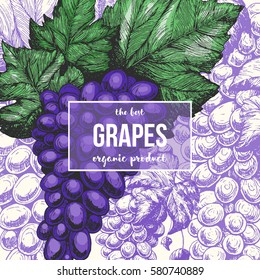 Grapes card design template. Hand drawn vector illustration. Wine shop and grapes farm design.