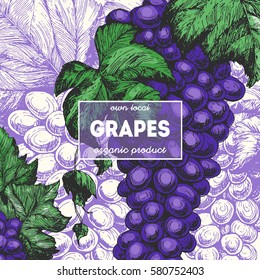 Grapes card design template. Hand drawn vector illustration. Wine shop and grapes farm design.