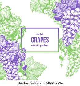 Grapes card design template. Hand drawn vector illustration. Wine shop and grapes farm design.