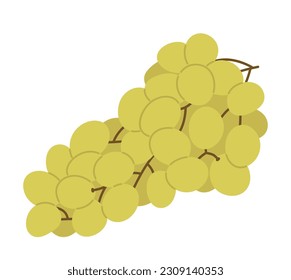 Grapes. Cluster of green berries on branch. Ripe sweet vine. Hand-drawn colored flat vector illustration isolated on white.