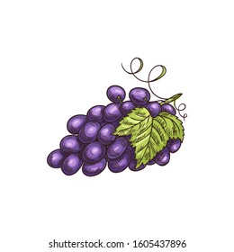 Grapes cluster isolated berries and leaves. vector bunch of grape fruits, purple berry