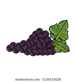 grapes cluster isolated icon