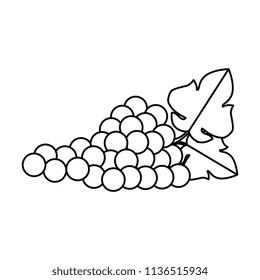 grapes cluster isolated icon