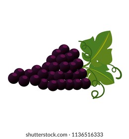 grapes cluster isolated icon