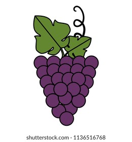 grapes cluster isolated icon