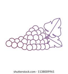 grapes cluster isolated icon