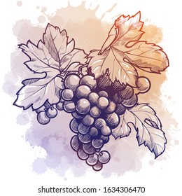 Grapes cluster with leaves. linear drawing isolated on watercolor textured background. EPS10 vector illustration