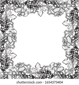 Grapes clusters with leaves. Decorative rectangular frame. Ink style black and white drawing isolated on white background. EPS10 vector illustration