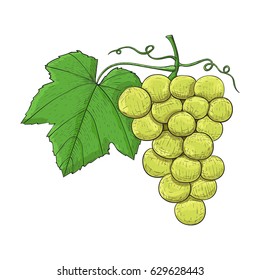 Grapes. Colored hand drawn sketch. Vector illustration isolated on white background