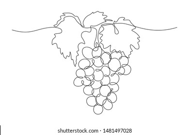 Grapes in continuous line art drawing style. Black line sketch on white background. Vector illustration