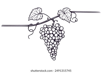 Grapes in continuous line drawing style. Vector illustration.