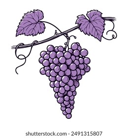 Grapes in continuous line drawing style. Vector illustration.