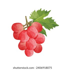 grapes Design elements. watercolour style vector illustration.