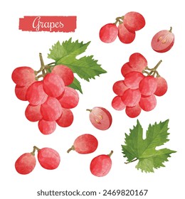 Elementos de diseño de uvas. Ilustración vectorial de estilo acuarela.