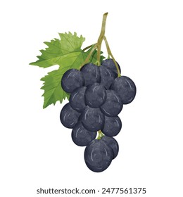 grapes Design elements. watercolour style vector illustration.