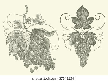 Grapes Drawing Images, Stock Photos & Vectors | Shutterstock