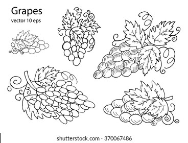 Grapes for design in the style of a sketch