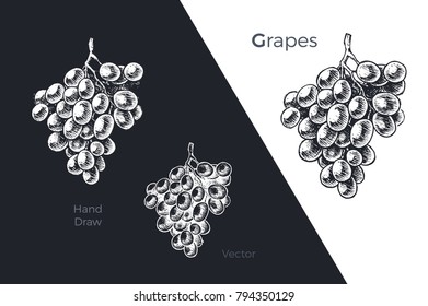 Grapes - detailed hand drawn art illustration. black ink on white background and white chalk on a dark. isolated vector vintage for packaging design and wine labels