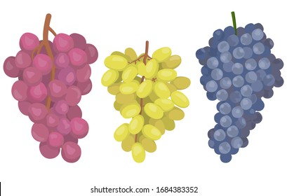 Grapes of different varieties. Berries in cartoon style isolated on white background.