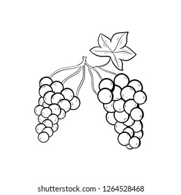 grapes doodle icon vector drawing 