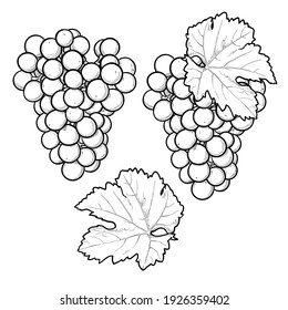 Grapes drawing. Black and white sketch. Isolated on white background vector illustration.