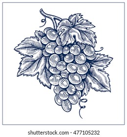 Grapes drawing ink blue line vector illustration. Graving vector illustration. 