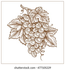 Grapes drawing ink brown line vector illustration. Graving vector illustration. 