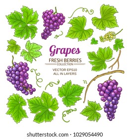 grapes elements set