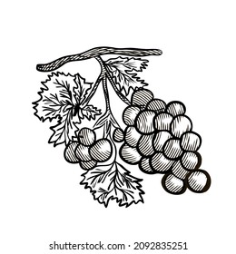 grapes engraving hand drawn sketch vector illustration