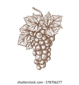 Grapes engraving vector illustration. Ink line draw vector. Drawing engraving illustration