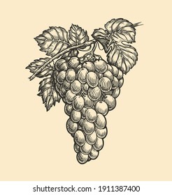 Grapes engraving vector. Viticulture drawn sketch illustration