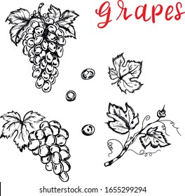 Uvas , alimentos, diseño de vectores naturales elementos aislados sobre fondo blanco. Concepto de logotipo, icono, tarjetas, menú 