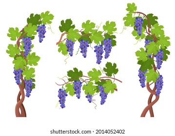 Grapes frame.Grape bunch on vine ornament frame. Vector cartoon illustration.