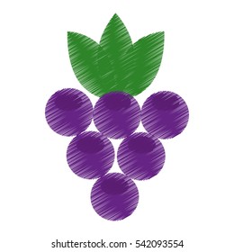 grapes fresh fruit drawing icon vector illustration design