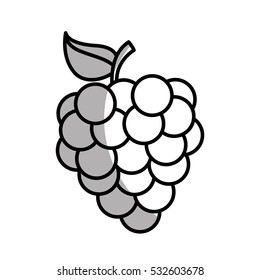grapes fresh fruit icon vector illustration design