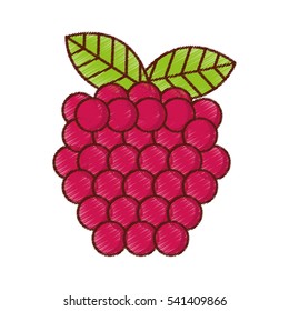 grapes fresh fruit isolated icon vector illustration design